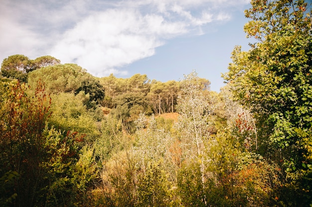 Photo gratuite paysage forestier