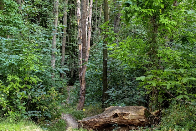 Paysage de forêt avec des arbres verts