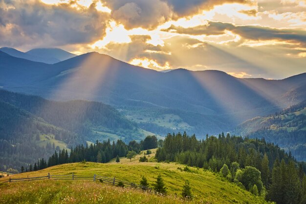 Paysage avec forêts de pins dans les montagnes