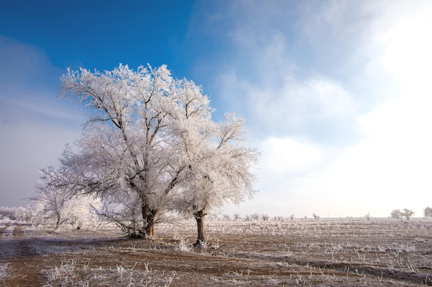 Paysage d'hiver. arbres en gelée blanche