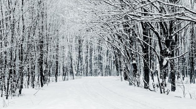 Paysage d'hiver avec arbres et route en forêt, image en noir et blanc_