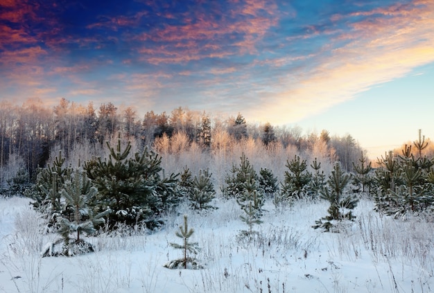 paysage d&#39;hiver au lever du soleil