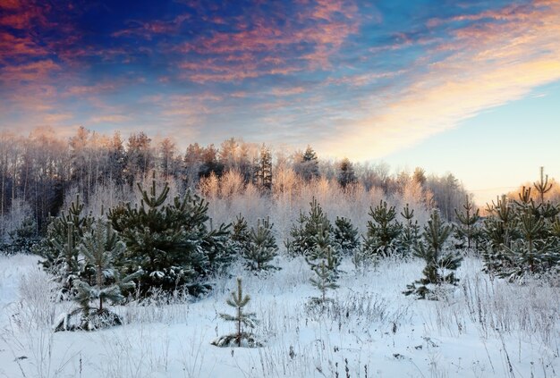 paysage d&#39;hiver au lever du soleil