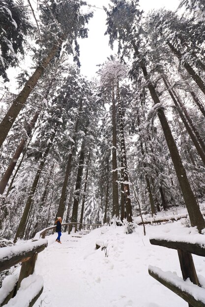 Paysage d'hiver dans la forêt dense avec de hauts arbres couverts de neige