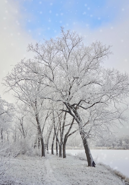 Photo gratuite paysage d'hiver dans le parc de la ville