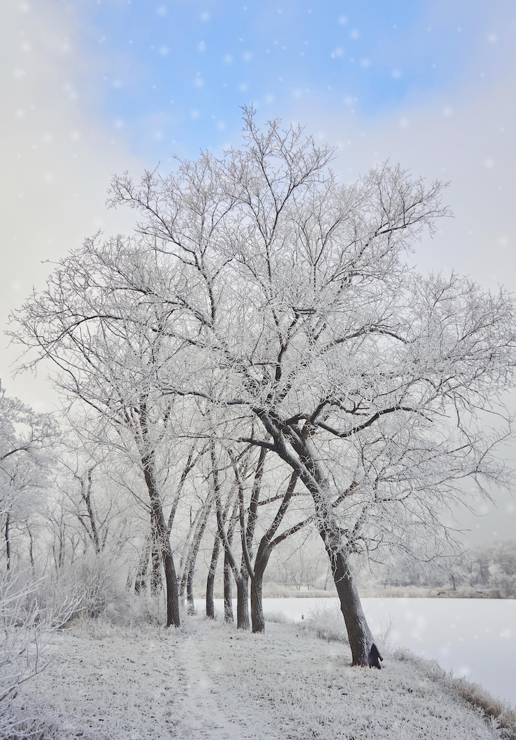 Photo gratuit paysage d'hiver dans le parc de la ville