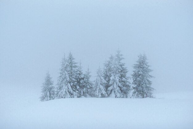 Paysage d'hiver fantastique. La veille des vacances. La scène dramatique. Carpates, Ukraine, Europe. Bonne année