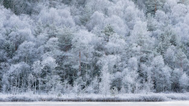 Paysage d'hiver, froid matin de novembre, arbres blancs givrés.