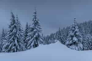 Photo gratuite paysage d'hiver majestueux, forêt de pins avec des arbres couverts de neige. une scène dramatique avec de bas nuages noirs, un calme avant la tempête