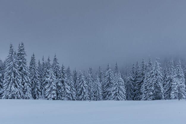 Paysage d'hiver majestueux, forêt de pins avec des arbres couverts de neige.