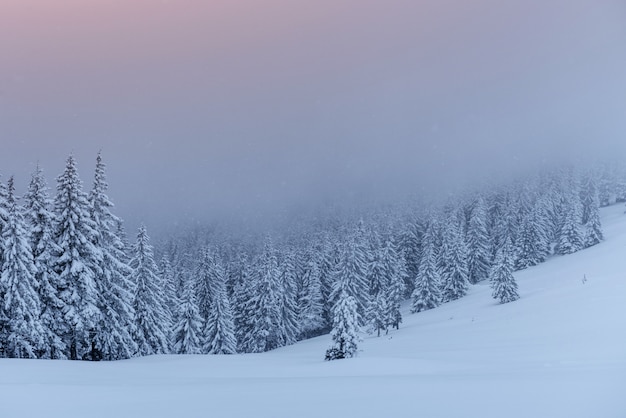 Paysage d'hiver mystérieux, montagnes majestueuses avec arbre couvert de neige.