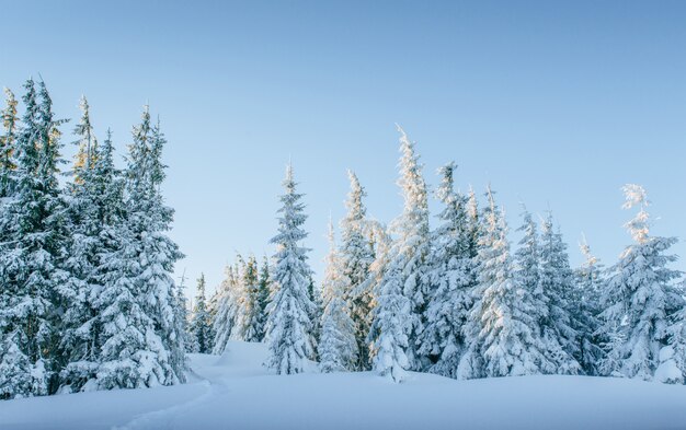 Paysage d'hiver mystérieux montagnes majestueuses en hiver. Arbre couvert de neige d'hiver magique.