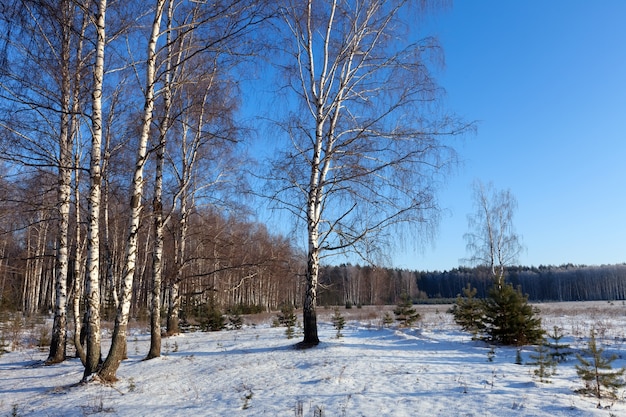 Paysage horizontal avec un gant de bouleau