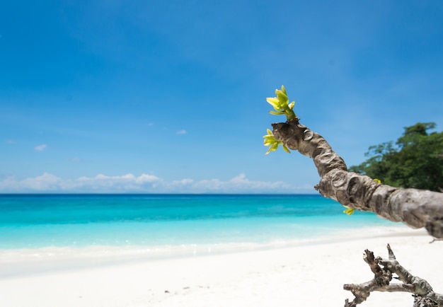 Photo gratuite paysage de l'île paradisiaque