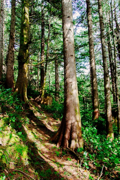 Paysage incroyable d'une belle forêt