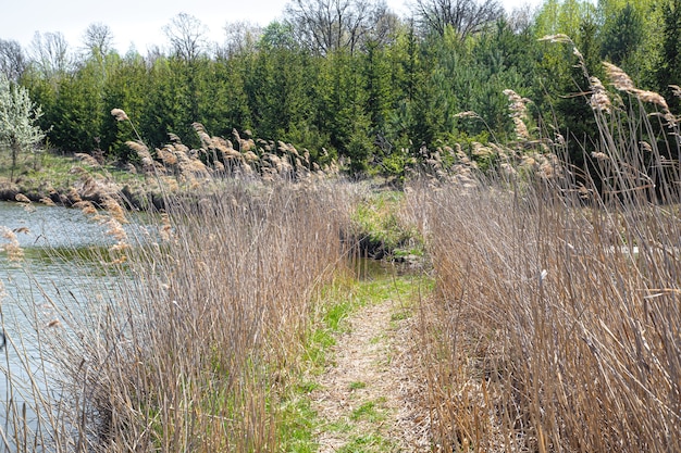 Paysage. Lac et marais sur fond de beaux arbres. Marais en été.