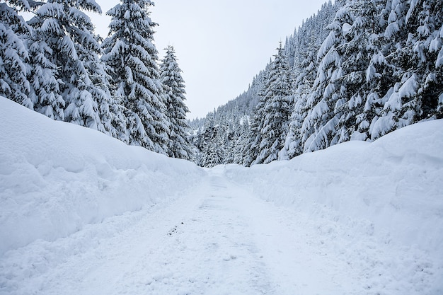 Paysage magique du pays des merveilles d'hiver avec des arbres nus givrés et un chien à distance