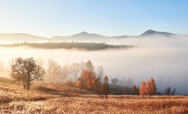 Photo gratuite paysage majestueux avec des arbres d'automne dans la forêt brumeuse. carpates, ukraine, europe. monde de la beauté.