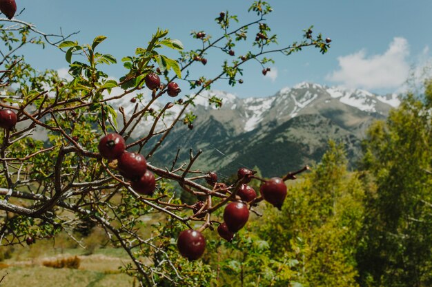 Paysage de montagne avec des arbres verts