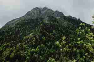 Photo gratuite paysage de montagne avec des arbres verts