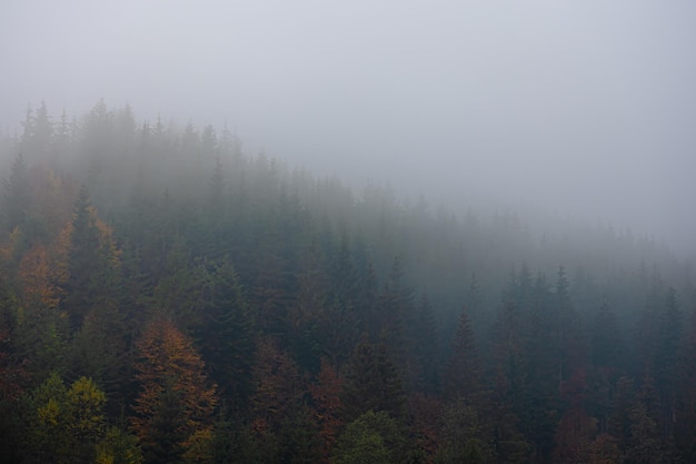 Photo gratuite paysage de montagne d'automne brumeux avec forêt d'épinettes
