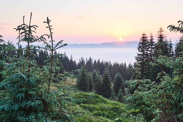 Paysage de montagne des Carpates brumeuses avec forêt de sapins, la cime des arbres sortant du brouillard.