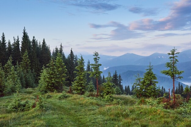Paysage de montagne des Carpates brumeuses avec forêt de sapins, la cime des arbres sortant du brouillard.