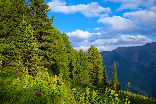 Paysage de montagne avec forêt de cèdres