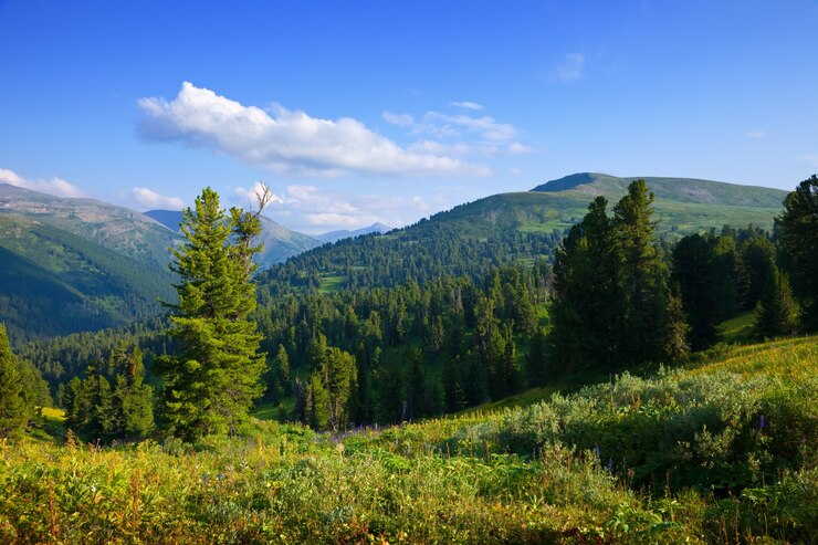 Photo gratuit paysage de montagne avec forêt de cèdres