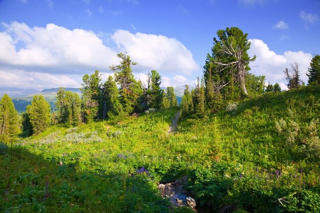 Paysage de montagne avec ruisseau.