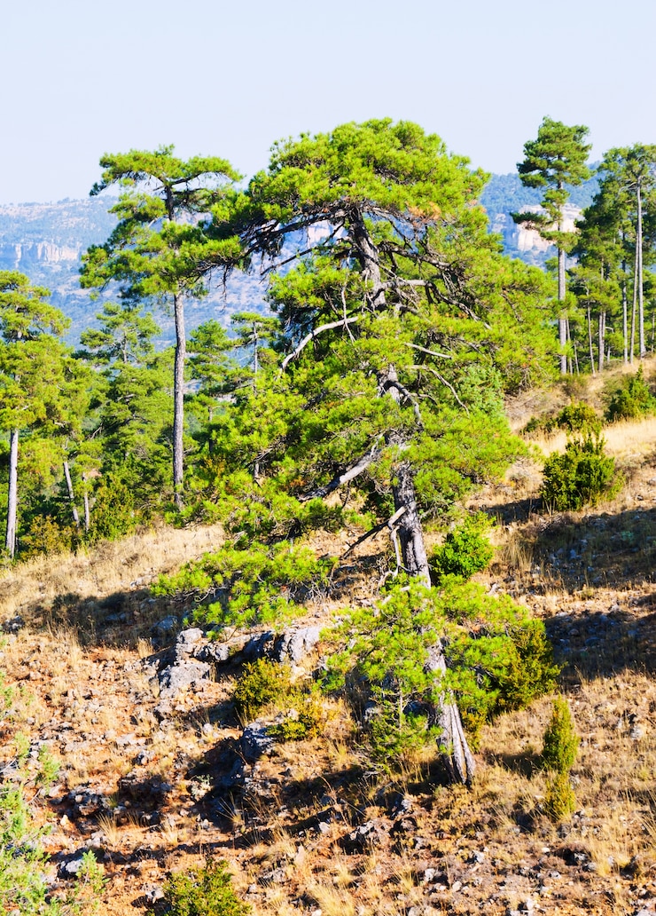 Photo gratuit paysage des montagnes avec des pins