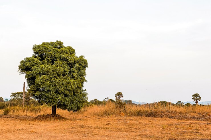 Photo gratuit paysage de nature africaine avec ciel clair et arbre