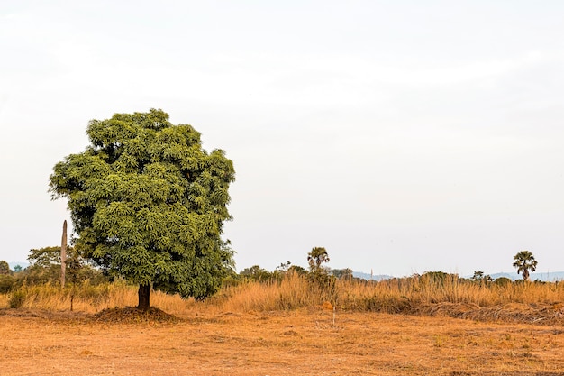 Paysage de nature africaine avec ciel clair et arbre