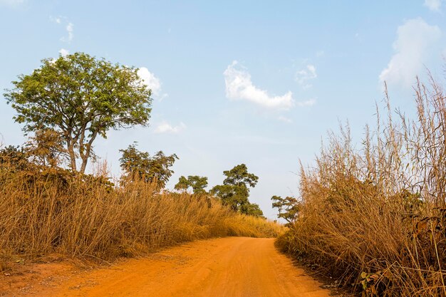 Paysage de nature africaine avec voie