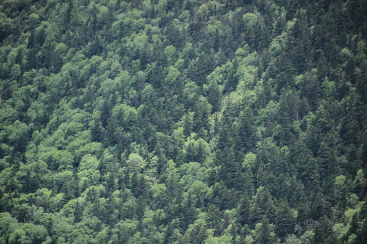 Photo gratuit paysage naturel