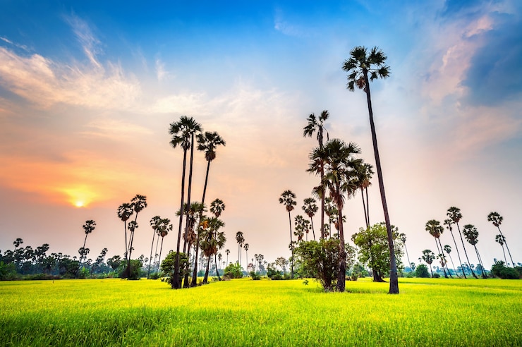 Photo gratuit paysage de palmier à sucre et rizière au coucher du soleil.