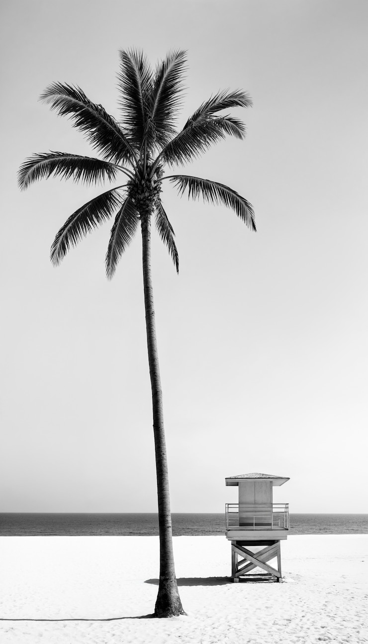 Photo gratuit le paysage des palmiers noirs et blancs