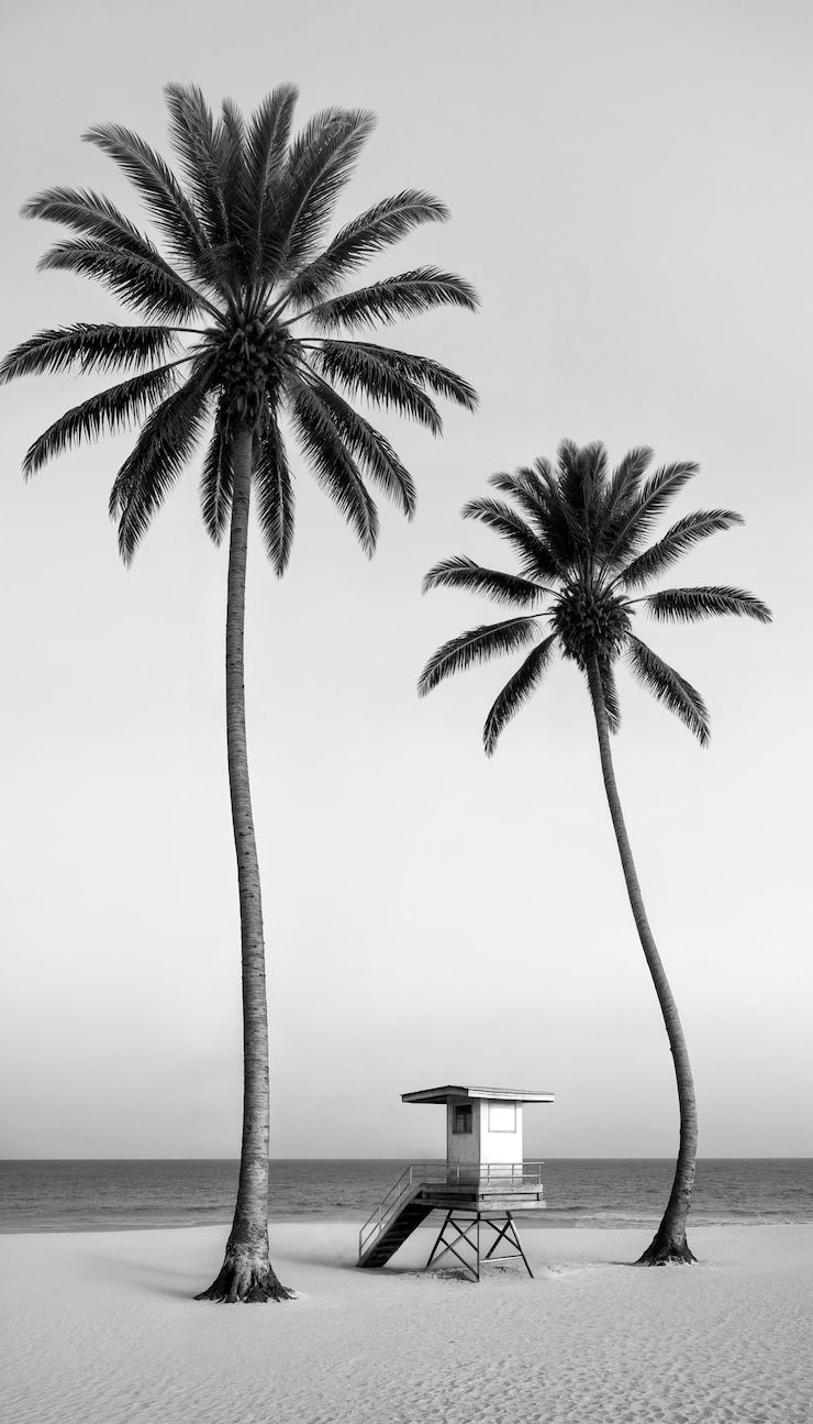 Photo gratuit le paysage des palmiers noirs et blancs