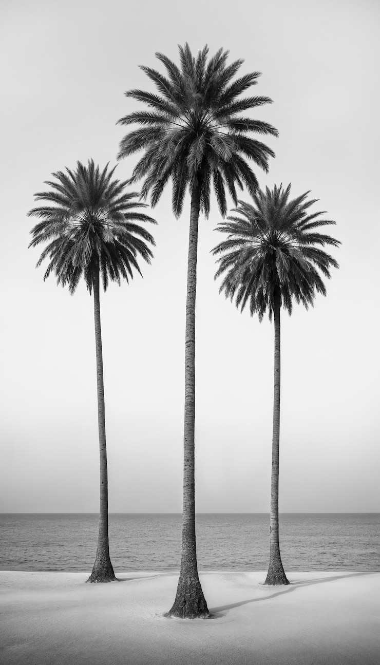 Photo gratuit le paysage des palmiers noirs et blancs
