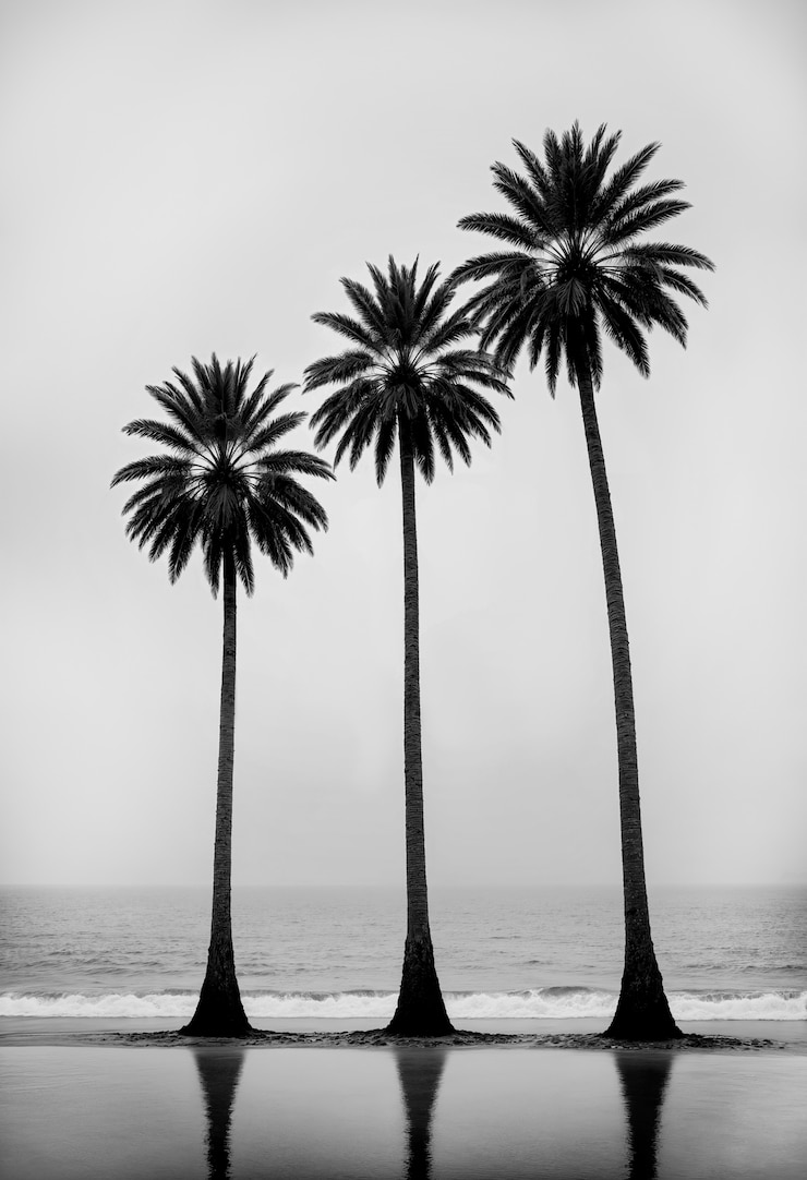 Photo gratuit le paysage des palmiers noirs et blancs