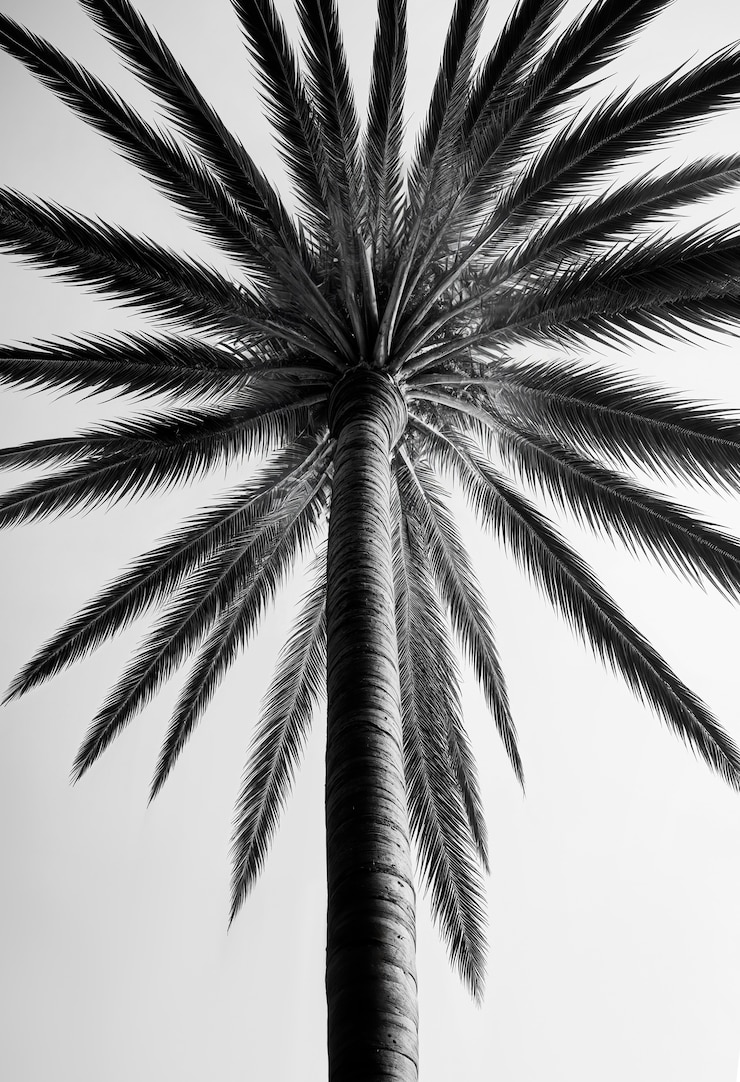 Photo gratuit le paysage des palmiers noirs et blancs