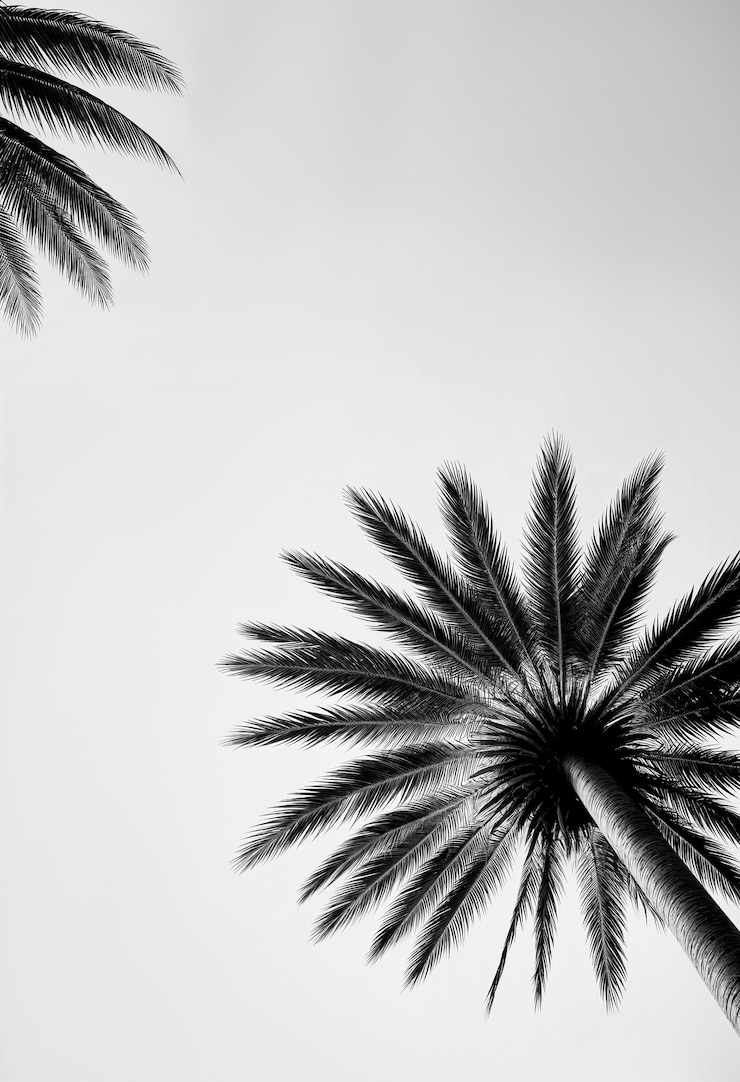 Photo gratuit le paysage des palmiers noirs et blancs