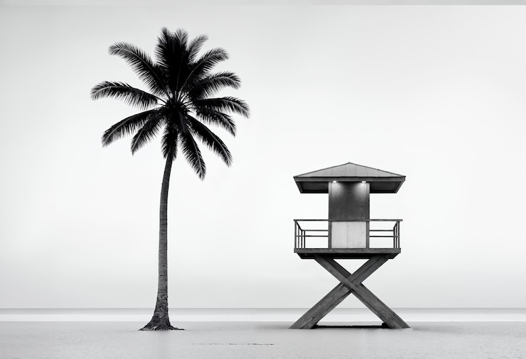 Photo gratuit le paysage des palmiers noirs et blancs