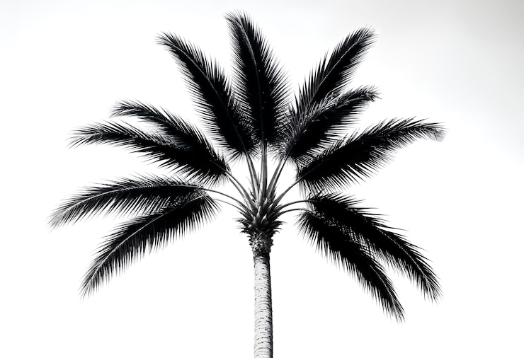Photo gratuit le paysage des palmiers noirs et blancs