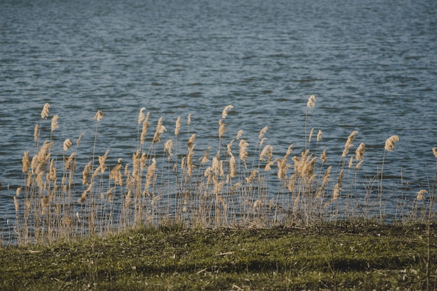 Paysage avec des plantes et du lac