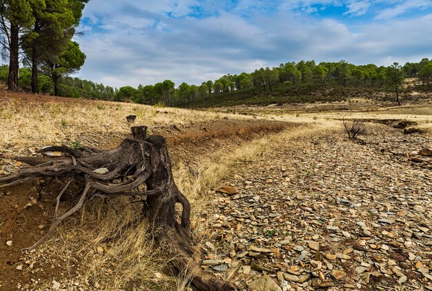 Paysage de racines dans le ruisseau asséché