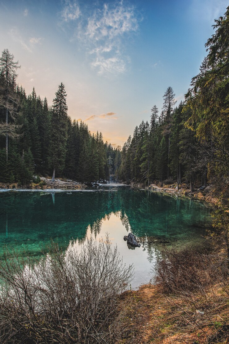 Photo gratuit paysage de riverand pine trees