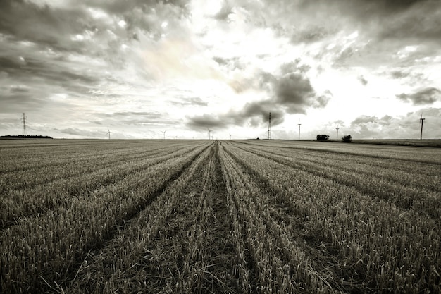 Paysage rural noir et blanc.