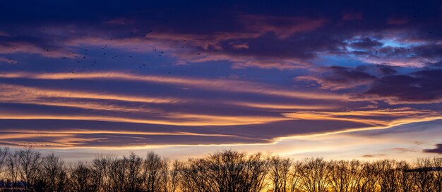 Paysage de silhouettes d'arbres sous un ciel nuageux lors d'un beau coucher de soleil rose