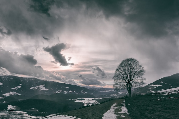 Photo gratuite paysage sombre avec un arbre